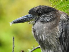 Nyctanassa violacea violacea