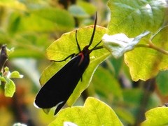 Ctenucha