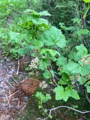 Ribes acerifolium
