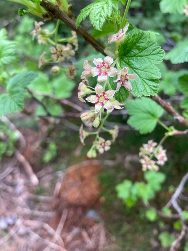 Mapleleaf currant (Ribes acerifolium)