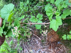 Ribes acerifolium