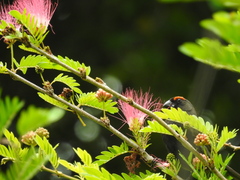 Melopyrrha violacea