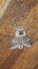 Furcula occidentalis