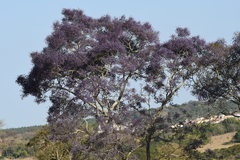 Pterodon emarginatus