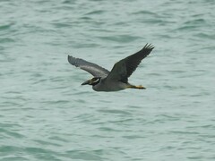 Nyctanassa violacea violacea