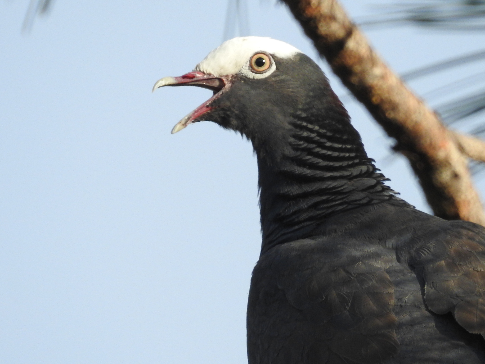 Pomba-de-coroa-branca (Patagioenas leucocephala) · BioDiversity4All