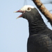 White-crowned Pigeon - Photo (c) JeffreyGammon, some rights reserved (CC BY-NC), uploaded by JeffreyGammon