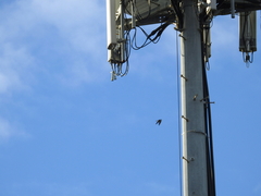 Tachycineta cyaneoviridis