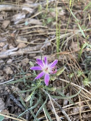 Stephanomeria lactucina