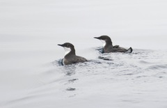 Synthliboramphus craveri