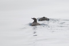 Synthliboramphus craveri