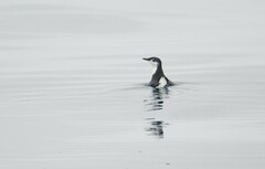 Synthliboramphus hypoleucus