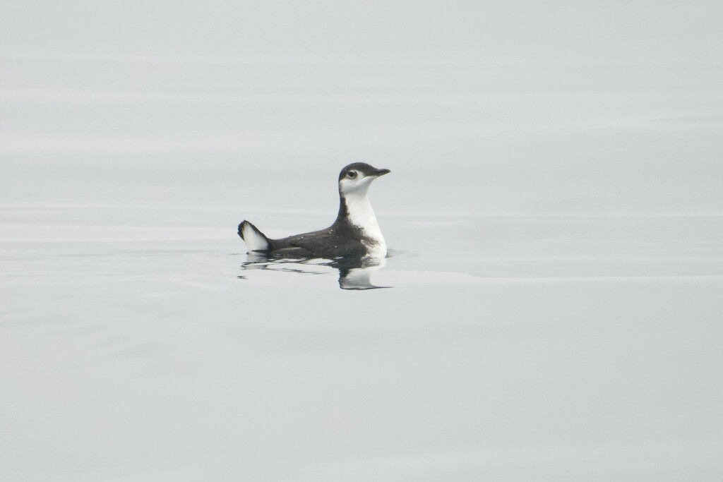 Synthliboramphus Murrelets