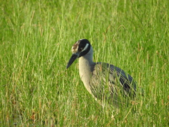 Nyctanassa violacea violacea