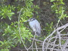 Nyctanassa violacea violacea