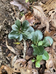 Polygaloides paucifolia