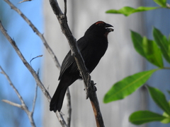 Melopyrrha violacea