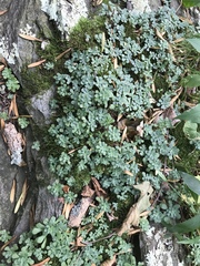 Sedum glaucophyllum