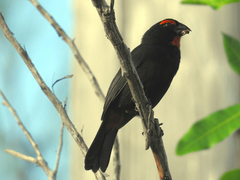 Melopyrrha violacea