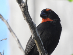 Melopyrrha violacea