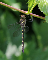 Macromia illinoiensis
