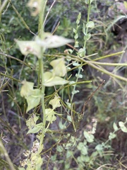 Linaria dalmatica