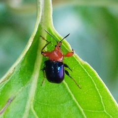 Alleuscelus violaceipennis