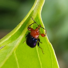 Alleuscelus violaceipennis