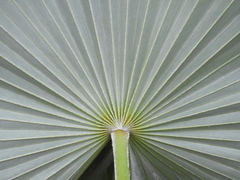 Coccothrinax argentata