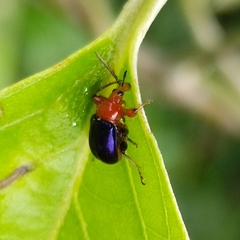 Alleuscelus violaceipennis