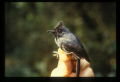 Elminia nigromitrata