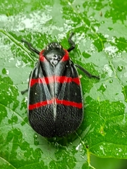 Huaina inca