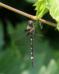 Macromia illinoiensis
