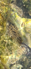 Isoaulactinia stelloides