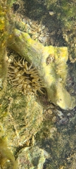 Isoaulactinia stelloides