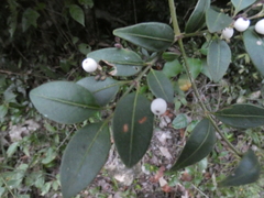 Chiococca motleyana