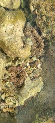 Bunodosoma granuliferum