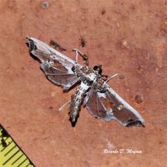 Neoleucinodes