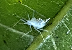 Hyaliodes