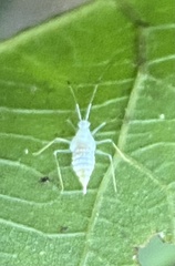 Hyaliodes
