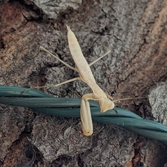 Mantis religiosa