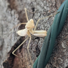 Mantis religiosa