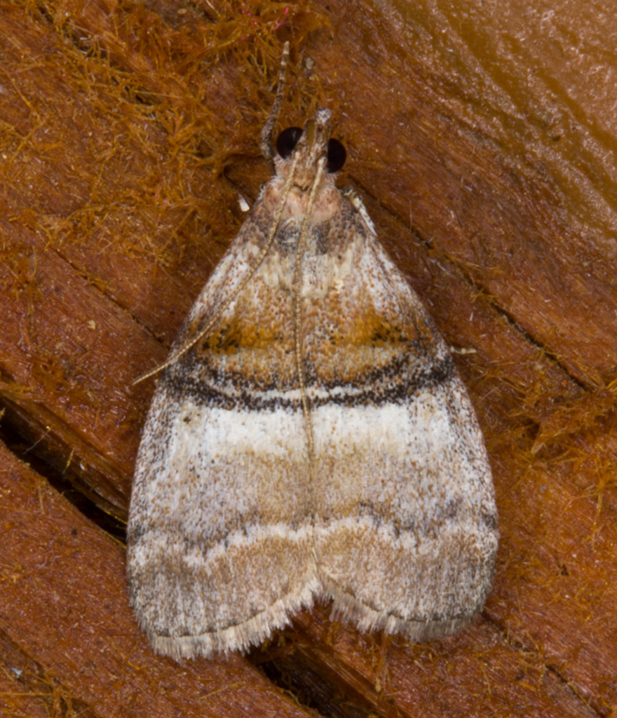Sycamore Webworm Moth