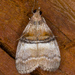 Sycamore Webworm Moth - Photo (c) Lee Elliott, some rights reserved (CC BY-NC-SA), uploaded by Lee Elliott