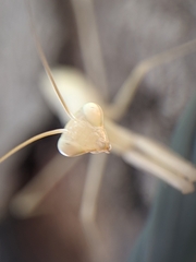 Mantis religiosa