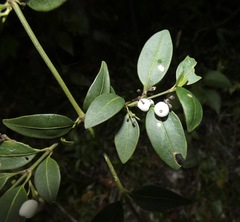 Chiococca motleyana