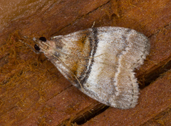 Pococera militella