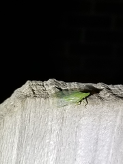 Rhynchomitra microrhina