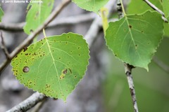 Populus deltoides deltoides