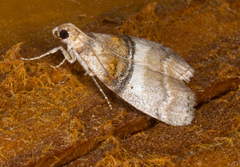 Pococera militella